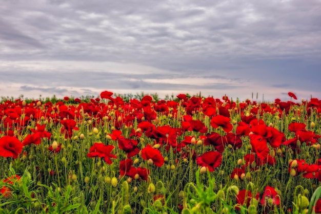 Foto plantas con flores rojas en el campo contra el cielo