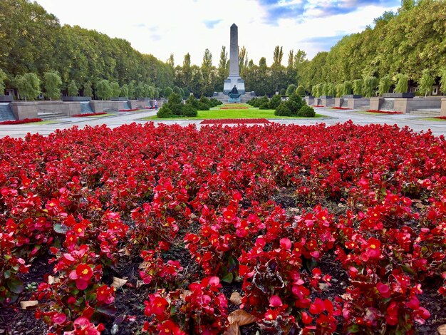 Foto plantas con flores rojas en el parque