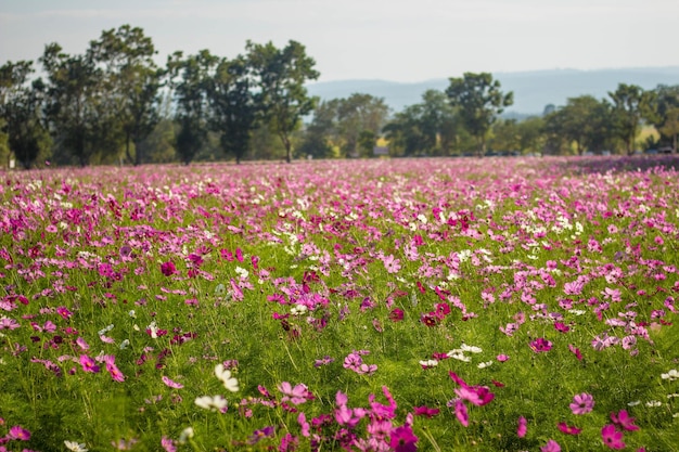 Plantas con flores rosadas en el campo