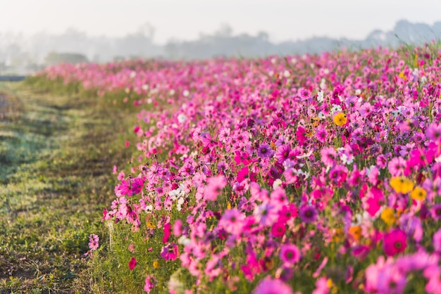 Foto plantas con flores rosadas en el campo