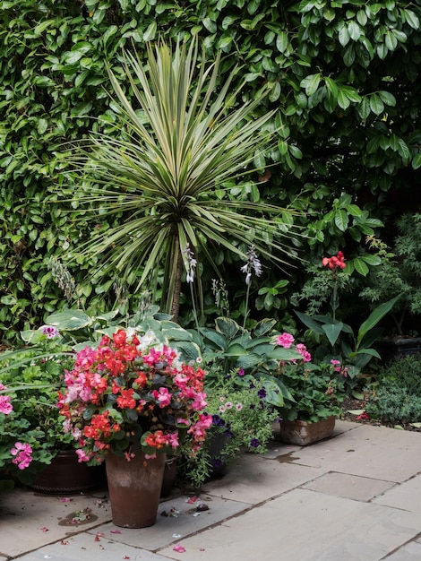 Foto plantas con flores rosas en el jardín