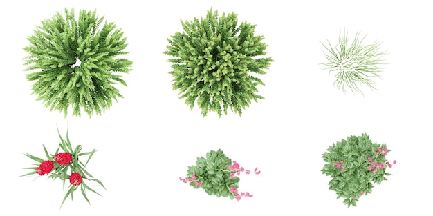 plantas de flores sangrantes hierba en el bosque vista superior área vista aislada en fondo transparente ilustración 3D cg render