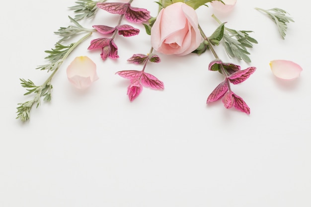 Plantas y flores sobre fondo blanco.