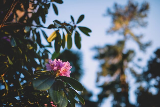 Plantas floresceram e flores na primavera