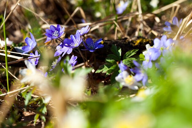 Plantas florestais na primavera