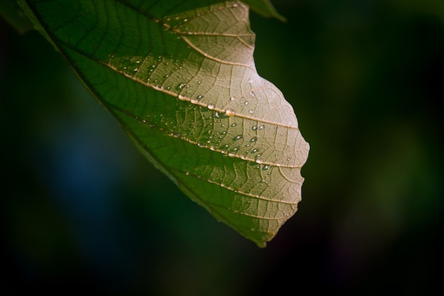 Plantas de follaje de la selva tropical arbustos helechos hojas verdes filodendros y plantas tropicales