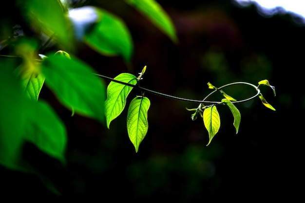 Plantas de follaje de la selva tropical arbustos hojas verdes filodendros en jardín tropical