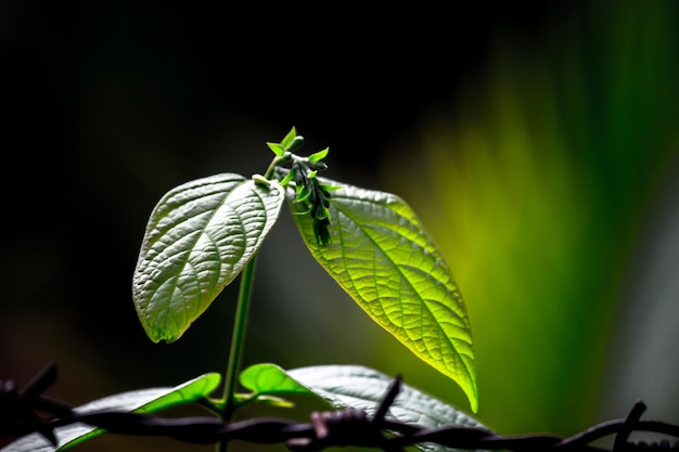 Plantas de follaje de la selva tropical arbustos hojas verdes filodendros en jardín tropical