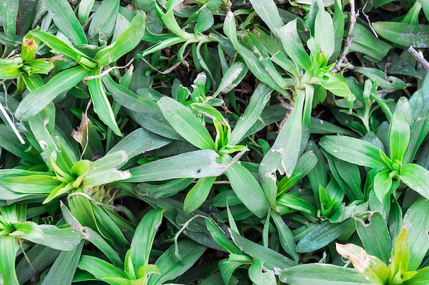 Plantas de fondo