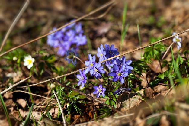 Plantas forestales en la primavera en el bosque las primeras flores del bosque azul en la temporada de primavera