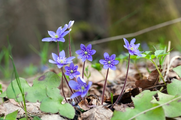 Plantas forestales en la primavera en el bosque, las primeras flores del bosque azul en la temporada de primavera