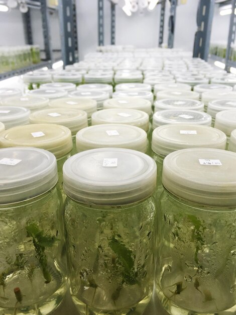 Plantas en frascos dispuestos en estantes en el laboratorio