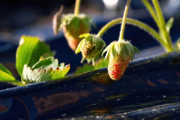 Plantas de fresa cultivo producción de fresa Camas de madera y plástico cubiertas con fresas tiernas