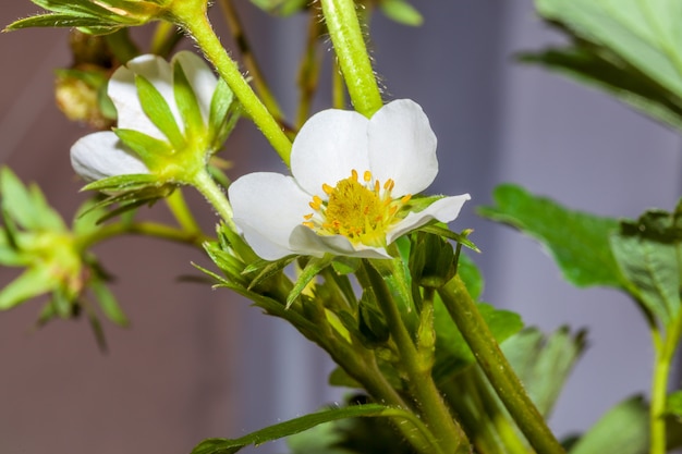 Plantas de fresa en flor en un soleado día de primavera