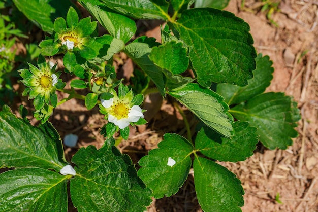 Plantas de fresa con flores blancas en el jardín.