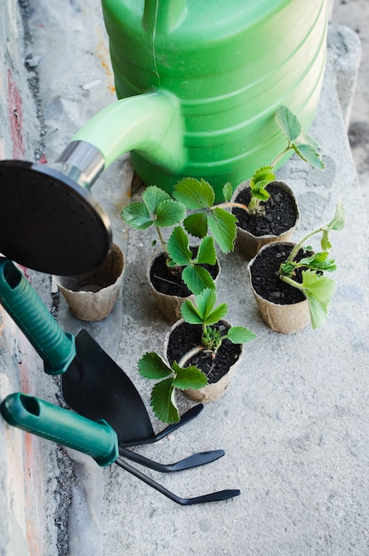 Las plantas de fresa con herramientas de jardinería.