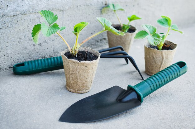 Las plantas de fresa con herramientas de jardinería.