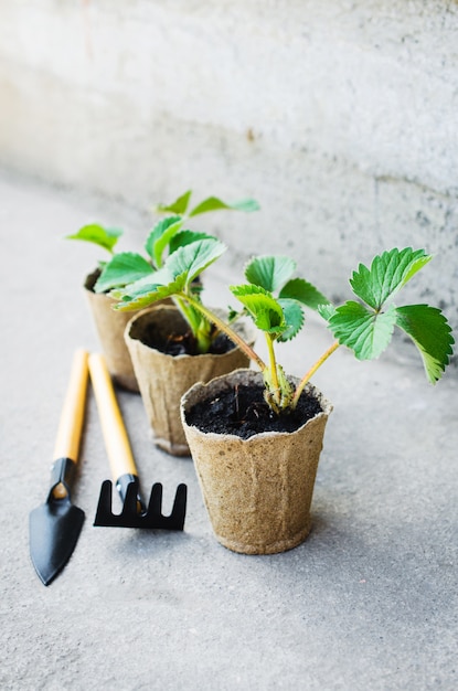 Las plantas de fresa con herramientas de jardinería.