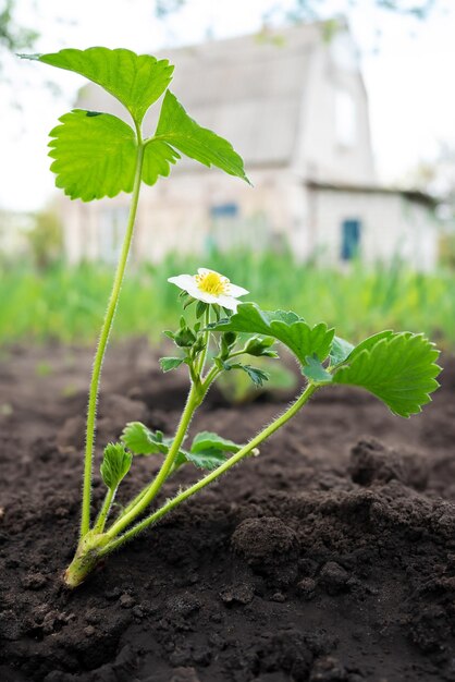 Foto plantas de fresas en flor en el jardín