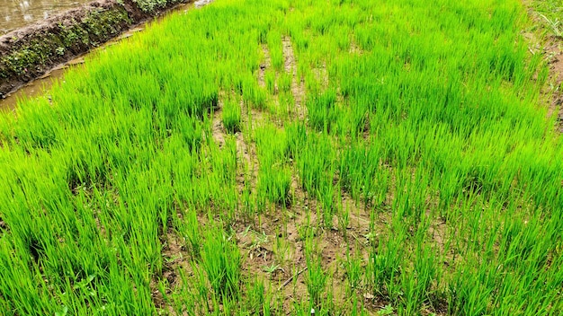 Plantas frescas de arroz verde en Indonesia