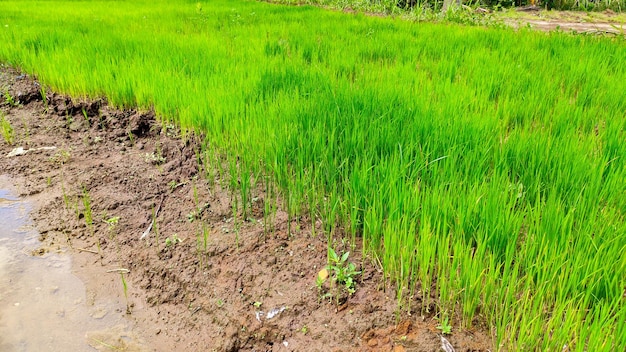 Plantas frescas de arroz verde en Indonesia