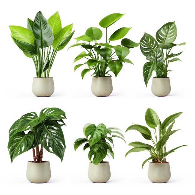 Plantas frescas de casa verde Plantas de árvore de interior para design de interiores