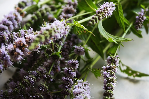 Plantas frescas de hortelã com flores roxas