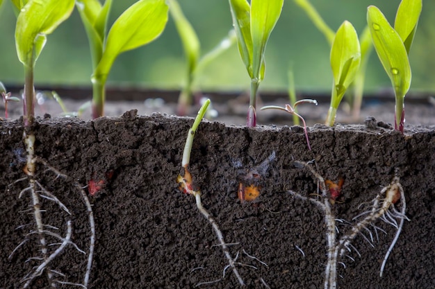 Plantas frescas de milho verde com raízes