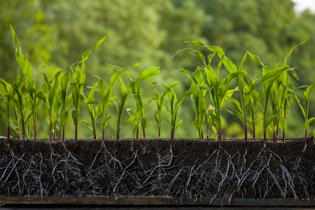 Plantas frescas de milho verde com raízes