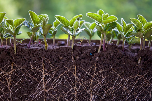 Plantas frescas de soja verde com raízes