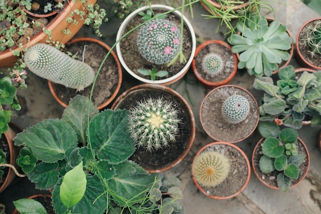 Plantas frescas suculentas verdes em condições de estufa