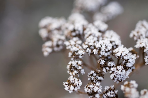 plantas en una fría mañana de invierno cubierta de helada blanca