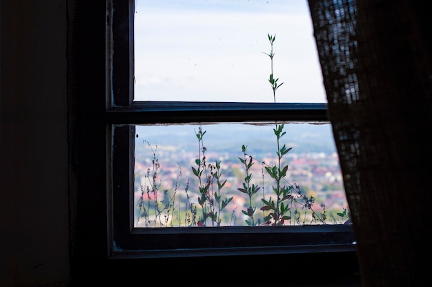 Plantas fuera de la ventana en el alféizar de la ventana.