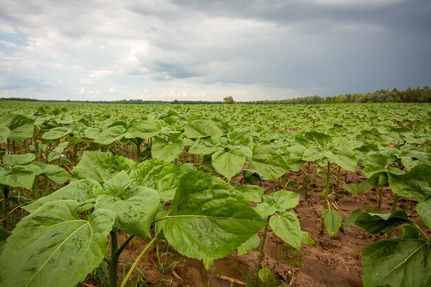 plantas de girasol que crecen en el campo agrícola.