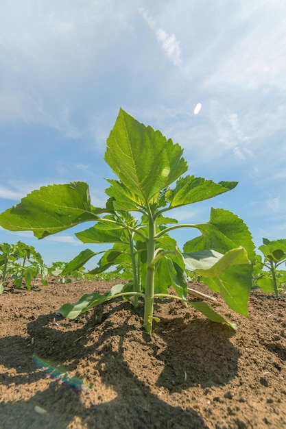 Plantas de girasol verde joven Girasol joven de campo