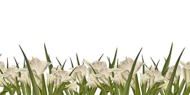 Plantas de gladiolos de acuarela bandera floral con flores blancas brotes hojas ilustración pintada a mano