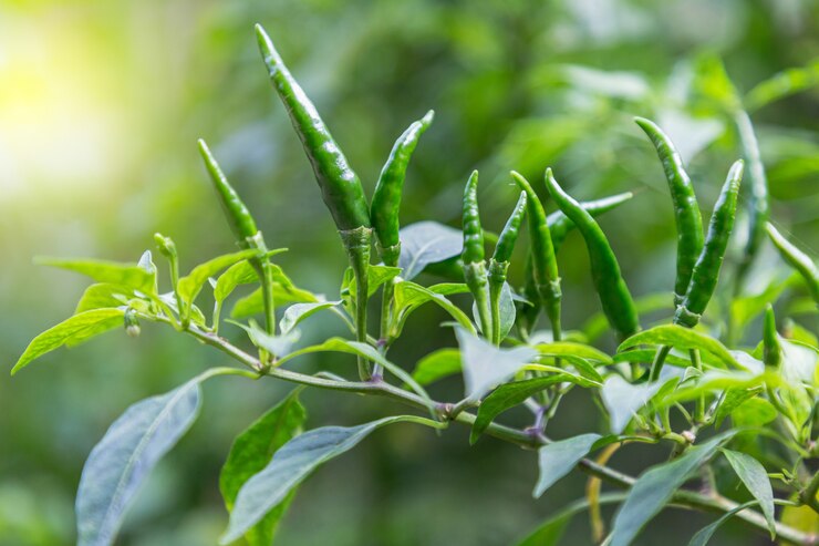 Plantas de guindilla también chile, chile pimiento.