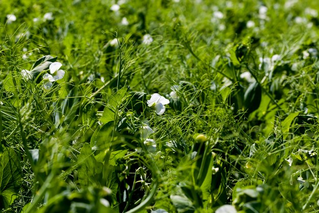 Plantas de guisantes durante la floración con pétalos blancos, un campo agrícola donde crecen los guisantes verdes