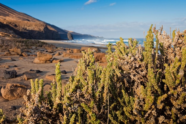 Plantas halófitas cerca del mar