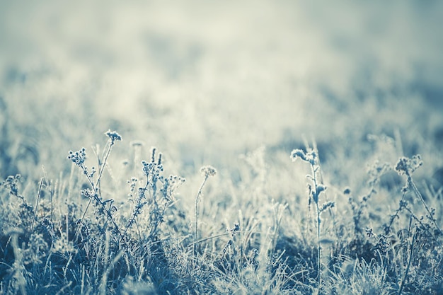 Plantas heladas en bosque de invierno al amanecer. Fondo de naturaleza de invierno hermoso. Imagen macro, profundidad de campo baja.