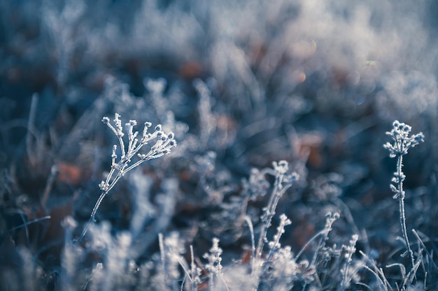 Plantas heladas en bosque de invierno al amanecer. Fondo de naturaleza de invierno hermoso. Imagen macro, profundidad de campo baja.