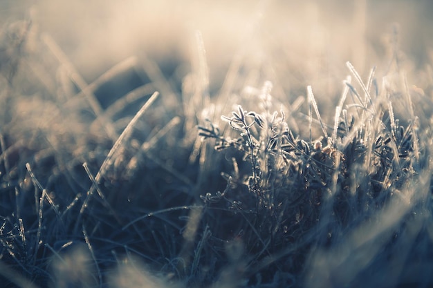 Plantas heladas en el bosque de invierno. Imagen macro, profundidad de campo baja. Hermoso fondo de naturaleza de invierno