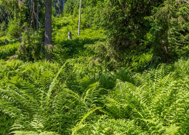 Foto plantas de helechos en baviera