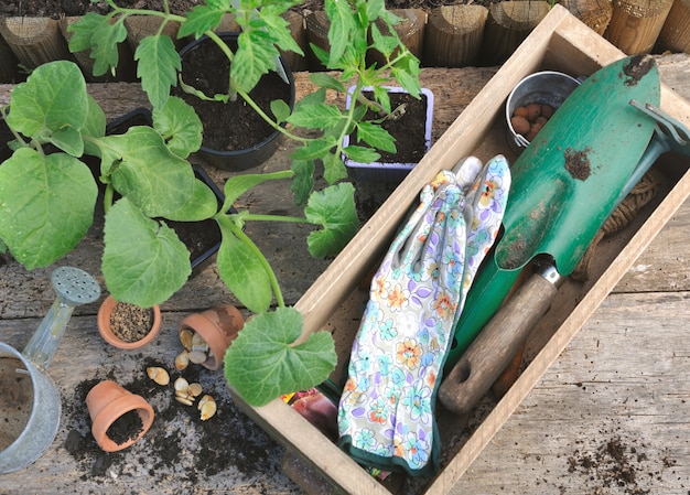 Plantas y herramientas de jardinería.