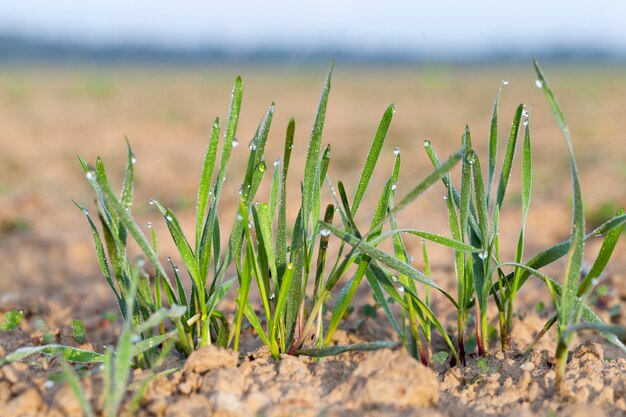 Plantas de hierba joven, primer plano - fotografiado de cerca las plantas de hierba joven trigo verde que crece en el campo agrícola, agricultura, contra el cielo azul