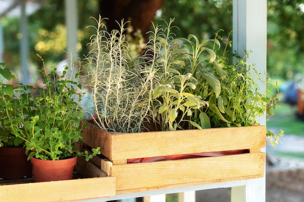 Plantas de hierbas de cocina en macetas Hierbas de especias frescas en el jardín del balcón Especias aromáticas que crecen en casa