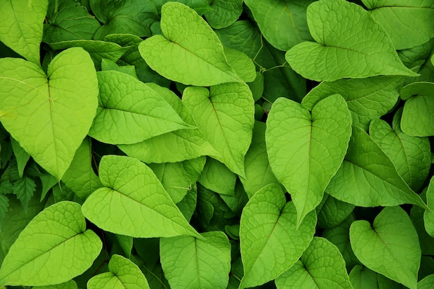 Plantas de hoja verde