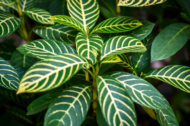 Plantas y hojas de la naturaleza