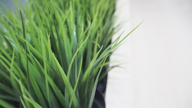 Plantas de hojas verdes artificiales o plástico o árbol falso.