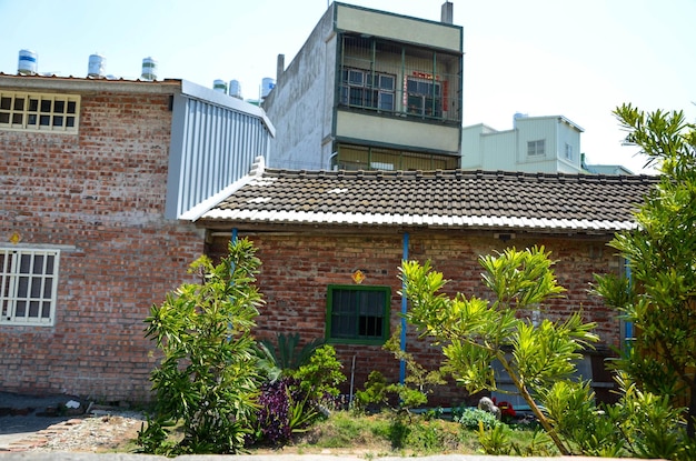 Plantas hortícolas em vasos